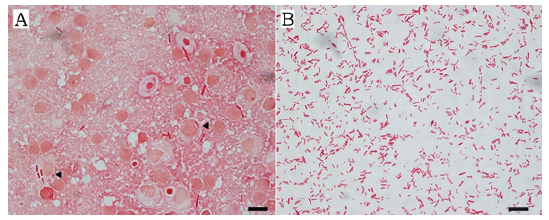 A: Microscopy of kidney stamp smears showing long rodshaped bacteria. Some macrophages contained rod-shaped bacteria (◀) within the cytoplasm. B: An isolate cultured on TSA for 24 h at 25℃. Note A lot of short rod-shaped bacteria. Gram stain. Bars=10 μm.