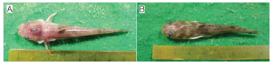 Symptoms of yellow catfish Pelteobagrus fulvidraco infected with the present isolate (YCK-1) by immersion route at 24 days after infection. Moribund (A) and dead (B) fish showing hemorrhages or a hole on the head.