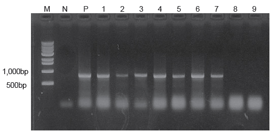 PCR results of emaciation disease positive and negative samples. Lane 1 and 9 show emaciation disease positive and negative results. Lane1, Farm-A (June, 2010); lane 2, Farm-B (October, 2011); lane 3, Farm-C (October, 2011); lane 4, Farm-D (November, 2011); lane 5, Farm-E (October, 2012); lane 6, Farm-F (November, 2012); lane 7, Farm-G (July, 2013); lane 8, Farm-N (December, 2010); lane 9, Farm-O (December, 2010); 1 kb DNA ladder.