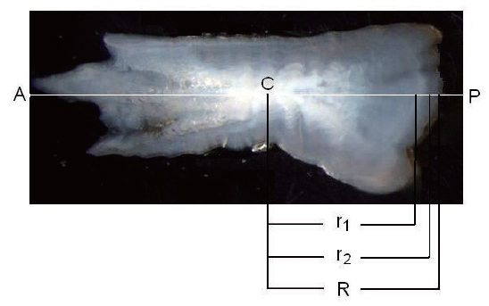 Photograph of a whole otolith of chub mackerel Scomber japonicus. C, core; A, anterior; P, posterior. White horizontal line indicates the measurement axis of annual rings. R, otolith radius from the core to the otolith edge; rn , ring radius of the boundary between a translucent zone and a opaque zone.