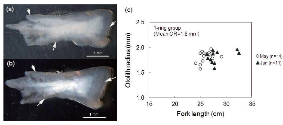 Photographs of sagittal otoliths for 1-ring group of chub mackerel Scomber japonicus collected just after the time of first annulus formation in (a) May (OR=1.8 mm, FL=27.4 cm) and (b) June (OR=1.9 mm, FL=27.5 cm) 2009. (c) Scatterplot of otolith radius of 1-ring group against fork length in the two months. White arrows indicate the first annual ring.