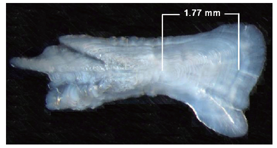 Identification of the first annual formation in a chub mackerel Scomber japonicus otolith and mean distance from the core to the first translucent zone.