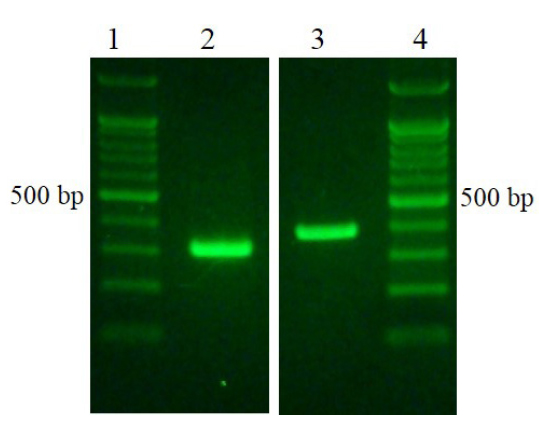PCR amplified fragment of the hemolysin gene and toxR gene of Vibrio harveyi obtained using different primers. Lane 2 contains the hemolysin gene. Lane 3 contains the toxR gene. Lane 1 and 4 contain the 100 bp DNA ladder