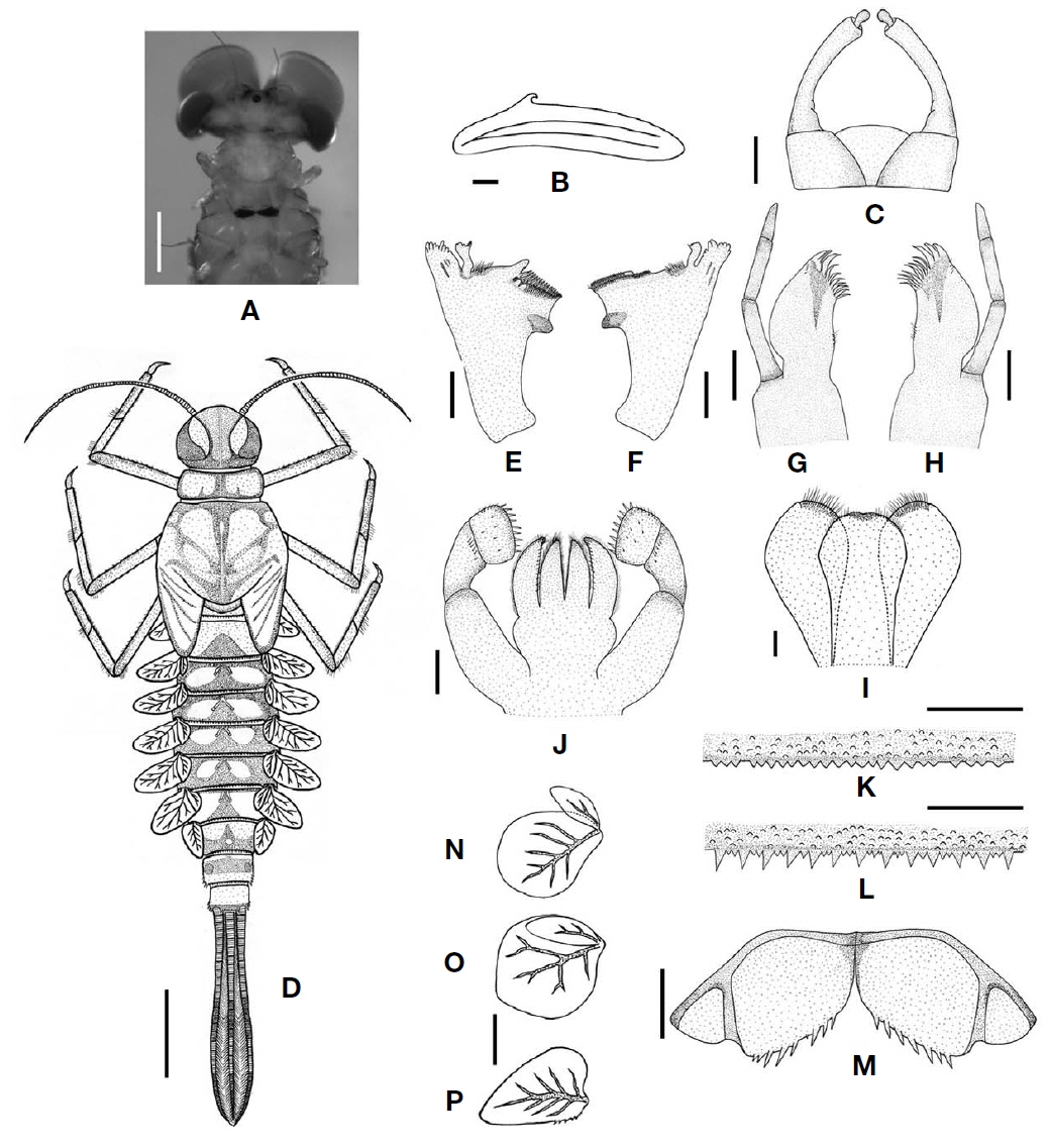 Procloeon rubeosternum. A, Mesoternum; B, Hind wing; C, Male genitalia (ventral); D, Larval habitus; E, Left mandible (dorsal); F, Right mandible (dorsal); G, Right maxilla (ventral); H, Left maxilla (ventral); I, Hypopharynx (ventral); J, Labium (ventral); K, Abdominal tergum I; L, Abdominal tergum V; M, Paraprocts; N-P, Gill V-VII. Scale bars: A=0.5 mm, B, C, E-P=0.1 mm, D=1 mm.