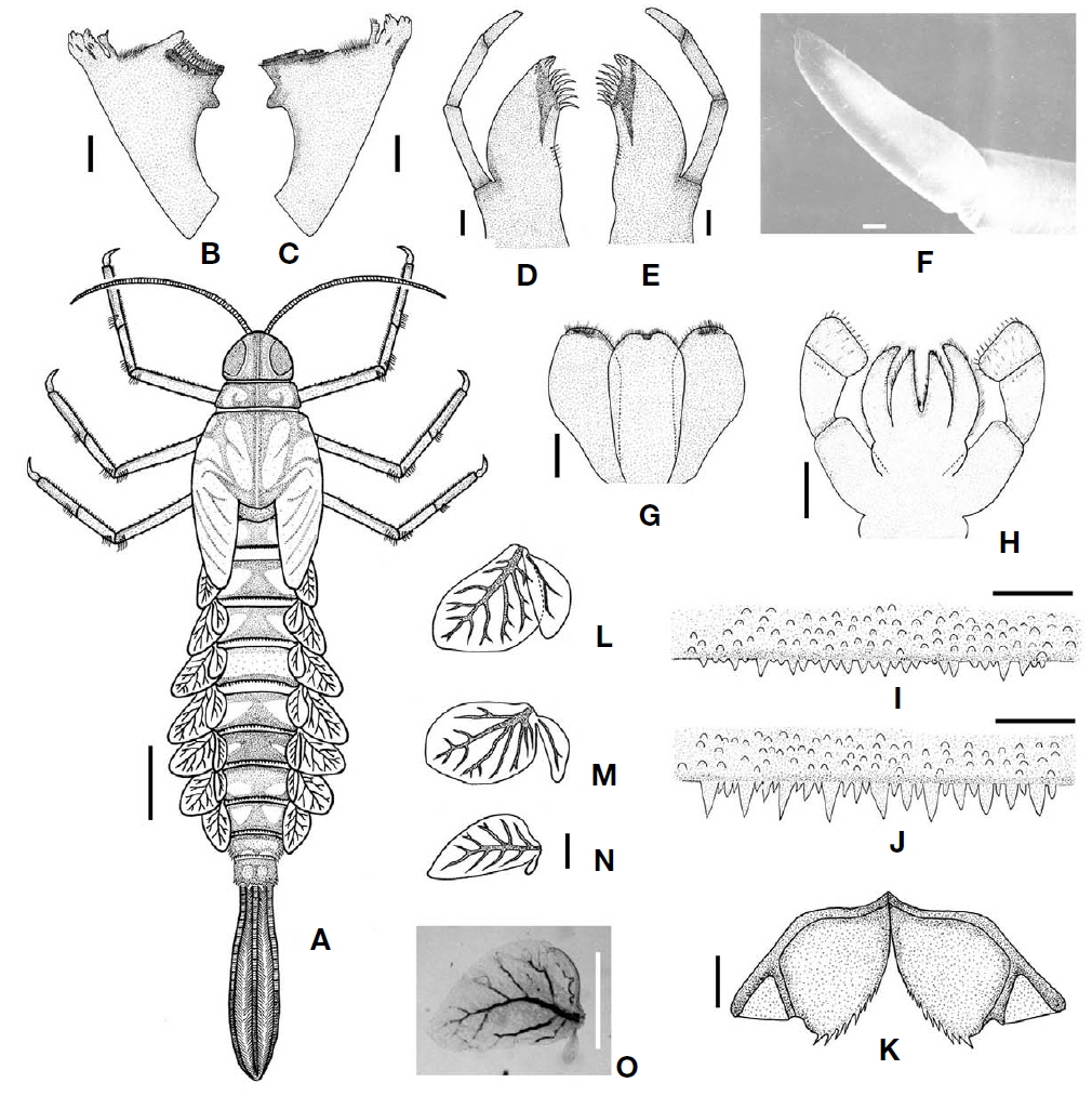 Procloeon simensis. A, Larval habitus; B, Left mandible (dorsal); C, Right mandible (dorsal); D, Right maxilla (ventral); E, Left maxilla (ventral); F, Terminal segment of maxillary palp; G, Hypopharynx (ventral); H, Labium (ventral); I, Abdominal tergum I; J, Abdominal tergum V; K, Paraprocts; L-N, Gill V-VII; O, Gill VII with a small outgrowth process. Scale bars: A=1 mm, B-E, GN=0.1 mm, F=10 μm, O=0.5 mm.