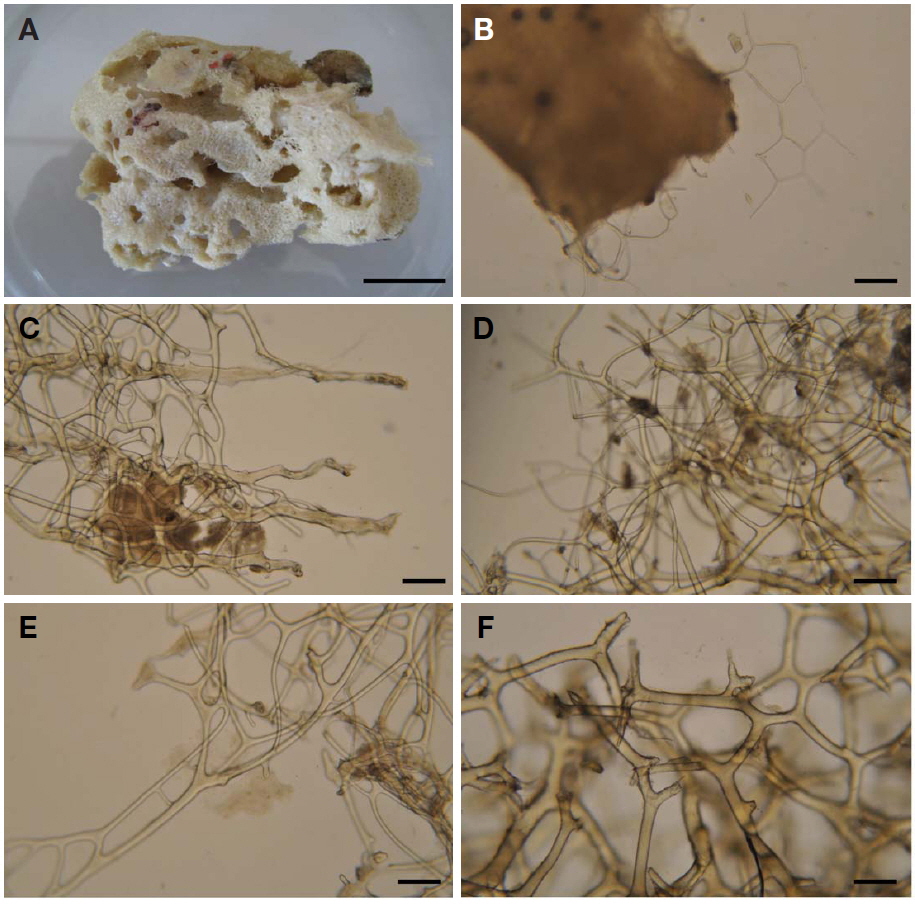 Hyattella chaguiensis n. sp. A, Entire animal; B, Thin fibres network within dermal membrane; C, Surface primary fibres; D, Thin long fibres from secondary fibress; E, Thin long secondary fibress; F, Thick secondary fibres at the base. Scale bars: A=2 cm, B-F=100 μm.