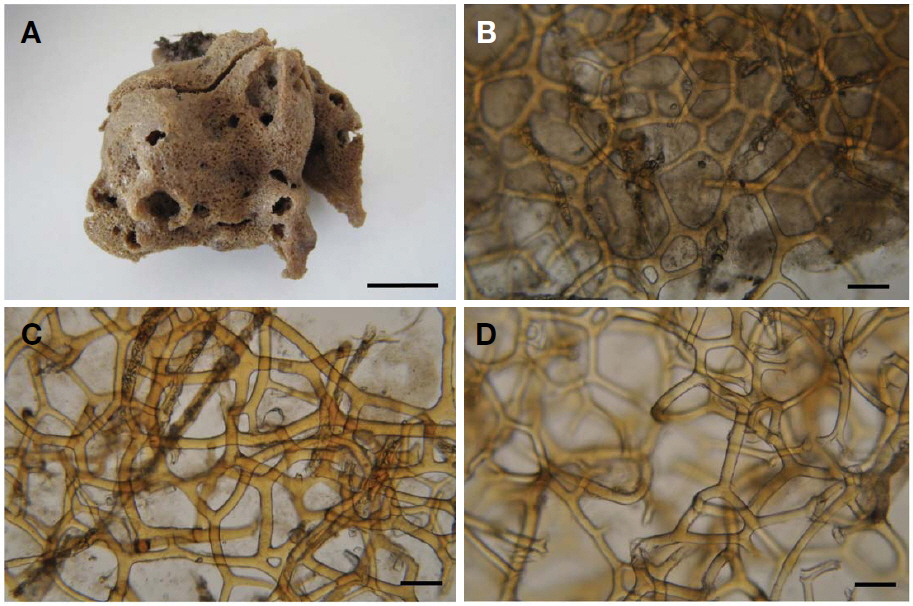 Hyattella sumsangiensis n. sp. A, Entire animal; B, Dermal membrane with primary and secondary fibres; C, Primary and secondary fibres in choanosome; D, Secondary fibres. Scale bars: A=2 cm, B-D=100 μm.