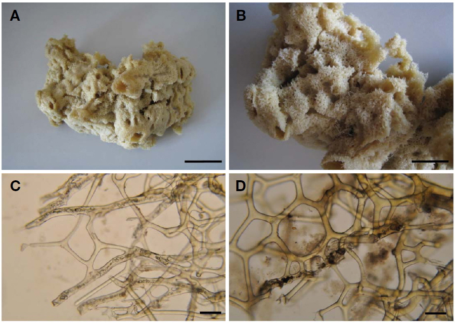 Hyattella bakusi n. sp. A, Entire animal; B, Surface; C, Fasciculate primary fibres at the surface; D, Primary and secondary fibres in choanosome. Scale bars: A=3 cm, B=6 cm, C, D=100 μm.