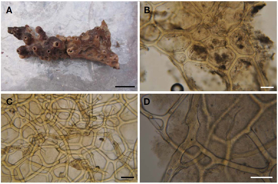 Hyattella purpurea n. sp. A, Entire animal; B, Dermal membrane with fibres network; C, Primary and secondary fibres; D, Closed primary fibres. Scale bars: A=3 cm, B-D=100 μm.