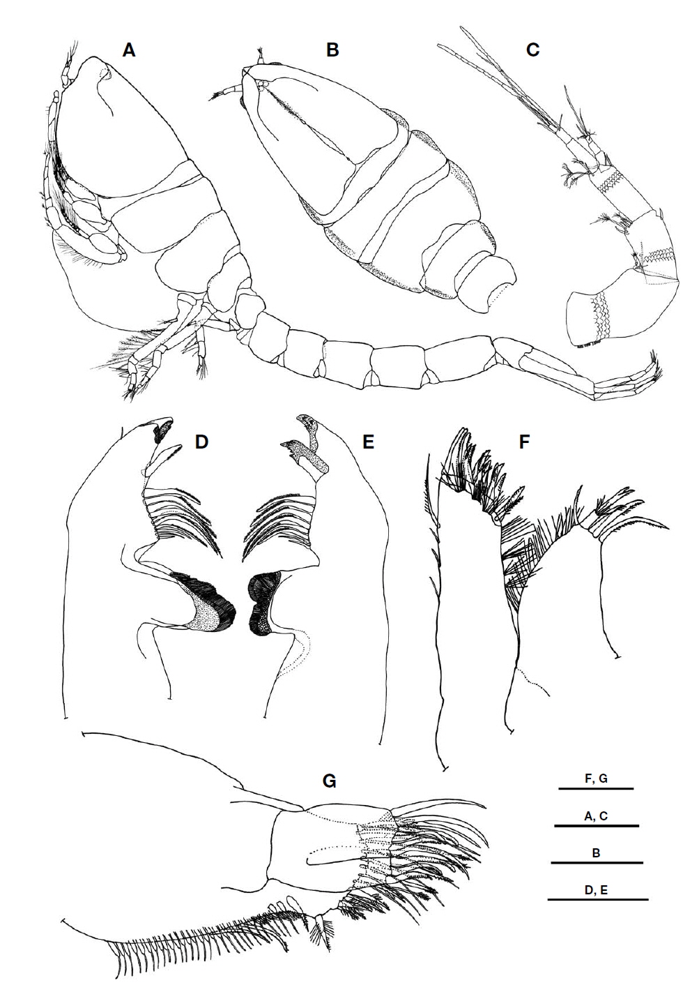 Lamprops carinatus Hart, 1930, female, 7.8 mm. A, Habitus, lateral; B, Cephalothorax, dorsal; C, Antenna 1; D, Right mandible; E, Left mandible; F, Maxilla 1; G, Maxilla 2. Scale bars: A, B=1.0 mm, C-E, G=0.1 mm, F=0.05 mm.