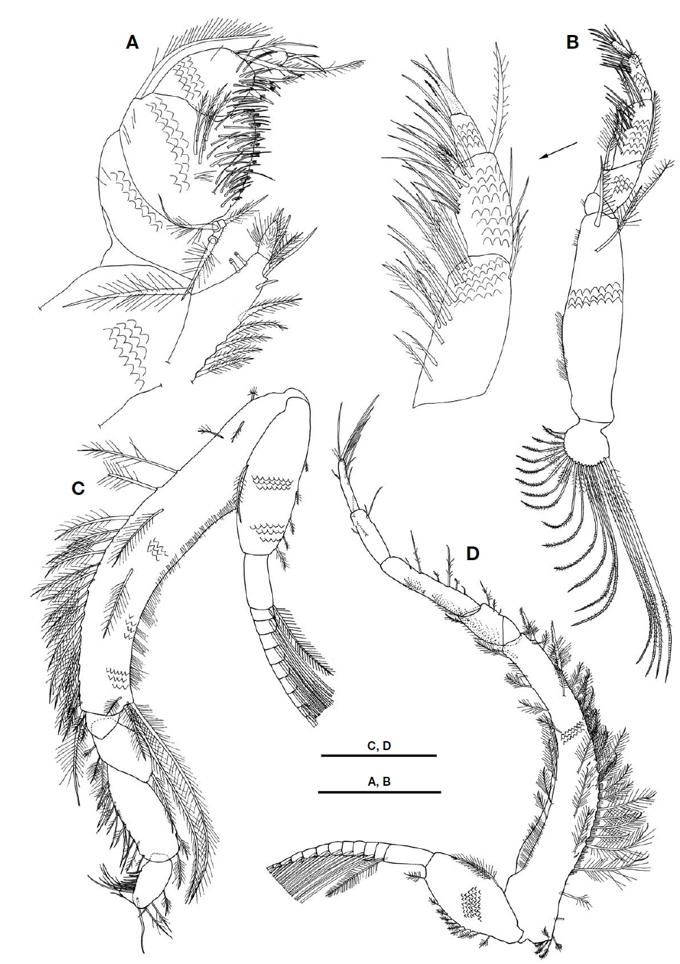 Lamprops carinatus Hart, 1930, female, 7.8 mm. A, Maxilliped 1; B, Maxilliped 2; C, Maxilliped 3; D, Pereopod 1. Scale bars: A=0.1 mm, B, C=0.2 mm, D=0.3 mm.