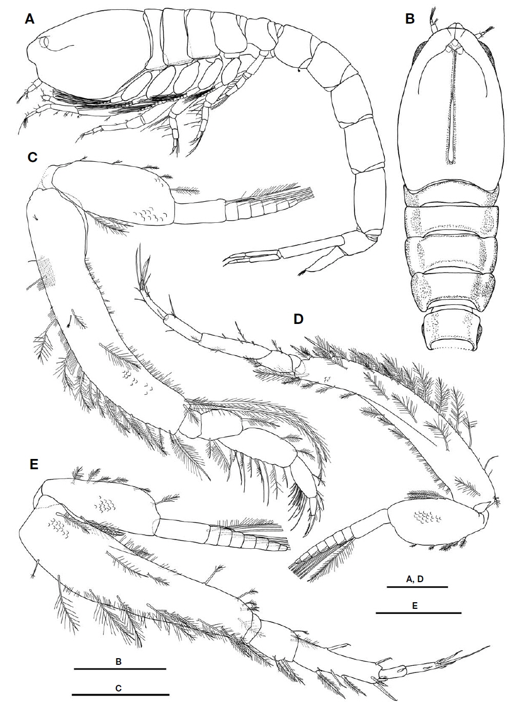 Lamprops carinatus Hart, 1930, male, 7.9 mm. A, Habitus, lateral; B, Cephalothorax, dorsal; C, Maxilliped 3; D, Pereopod 1; E, Pereopod 2. Scale bars: A, B=1.0 mm, C-E=0.4 mm.