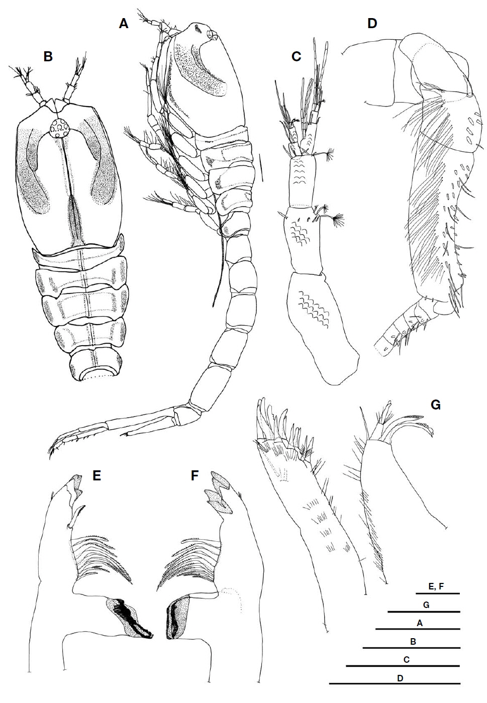 Lamprops pseudosarsi Tsareva and Vassilenko, 1993, male, 5.5 mm. A, Habitus, lateral; B, Cephalothorax, dorsal; C, Antenna 1; D, Antenna 2; E, Right mandible; F, Left mandible; G, Maxilla 1. Scale bars: A, B=1.0 mm, C, D=0.2 mm, E-G=0.05 mm.