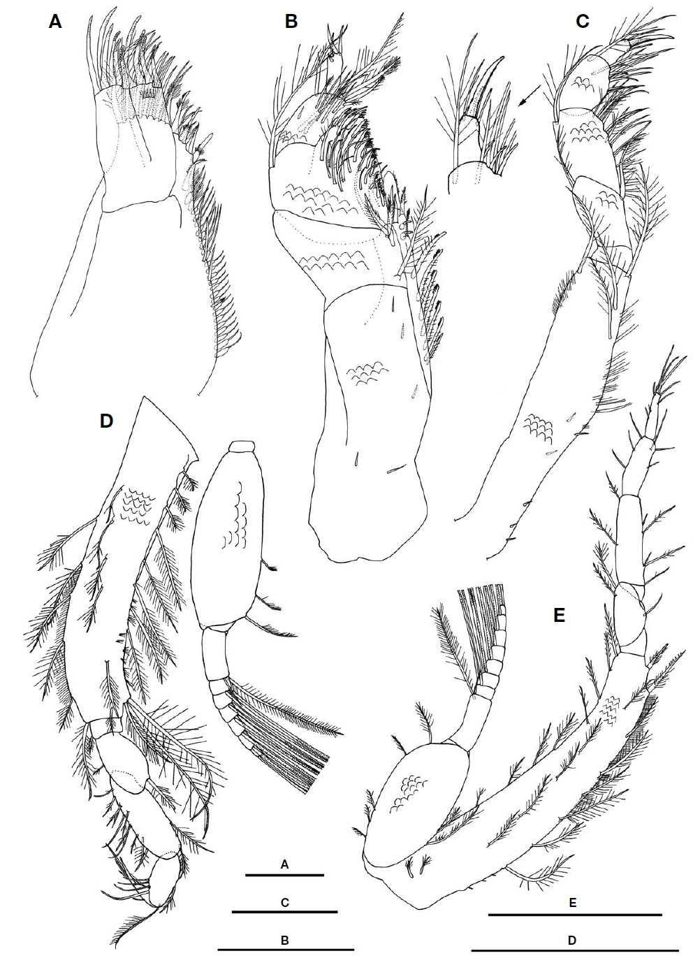 Lamprops pseudosarsi Tsareva and Vassilenko, 1993, male, 5.5 mm. A, Maxilla 2; B, Maxilliped 1; C, Maxilliped 2; D, Maxilliped 3; E, Pereopod 1. Scale bars: A=0.05 mm, B, C=0.1 mm, D, E=0.3 mm.