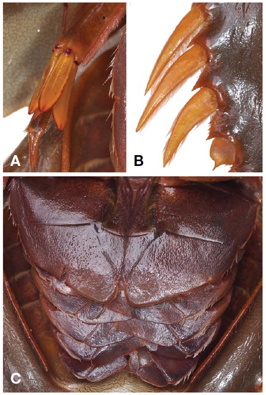 Tachypleus tridentatus (Leach, 1819), female (total length 49.5 cm). A, Ventral view of last walking leg (right); B, Ventral view of spines on lateral margin of opisthosoma (right); C, Ventral view of opisthosoma.