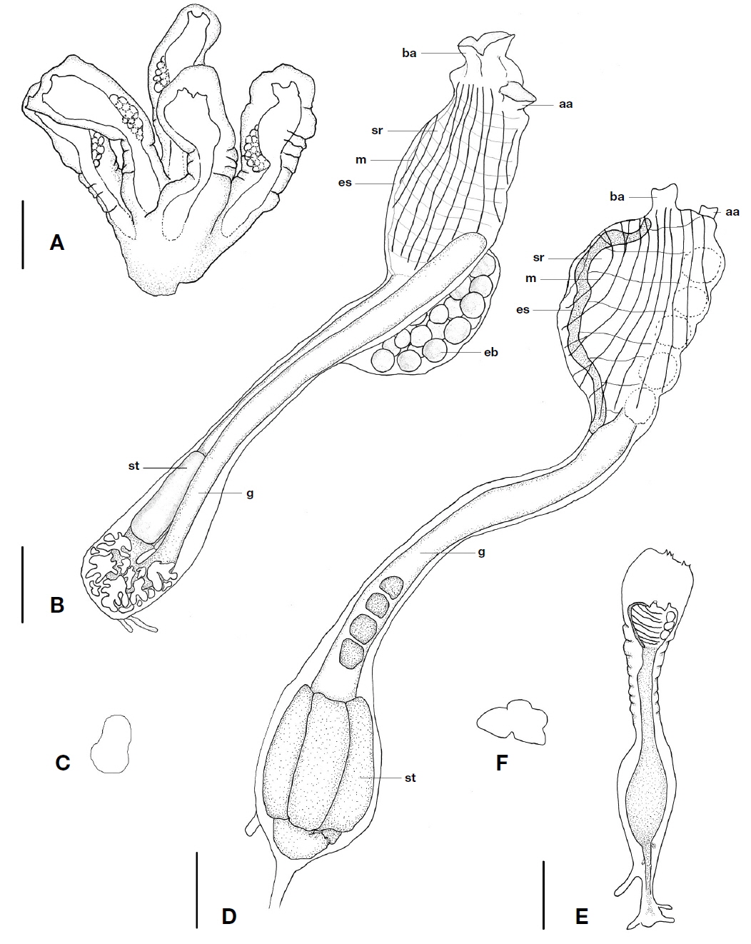 A, Colony of Clavelina elegans; B, Zooid of C. elegans; C, Cross section of stomach in C. elegans; D, Zooid of Clavelina miniata; E, Colony of C. miniata; F, Cross section of stomach in C. miniata. aa, atrial apertures; ba, branchial apertures; eb, embryo; es, endostyle; g, gut; m, muscles; sr, stigmata row; st, stomach. Scale bars: A, D=5 mm, B, E=2 mm.