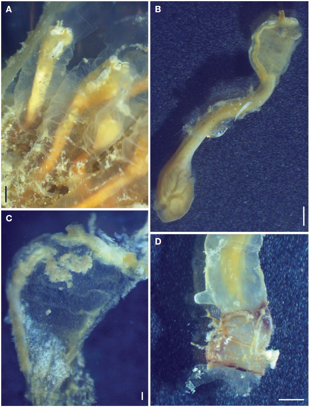 Clavelina miniata. A, Colony in preservative; B, Contracted zooid in preservative; C, Expanded thorax; D, Terminal of abdomen. Scale bars: A, B, D=1 mm, C=0.2 mm.