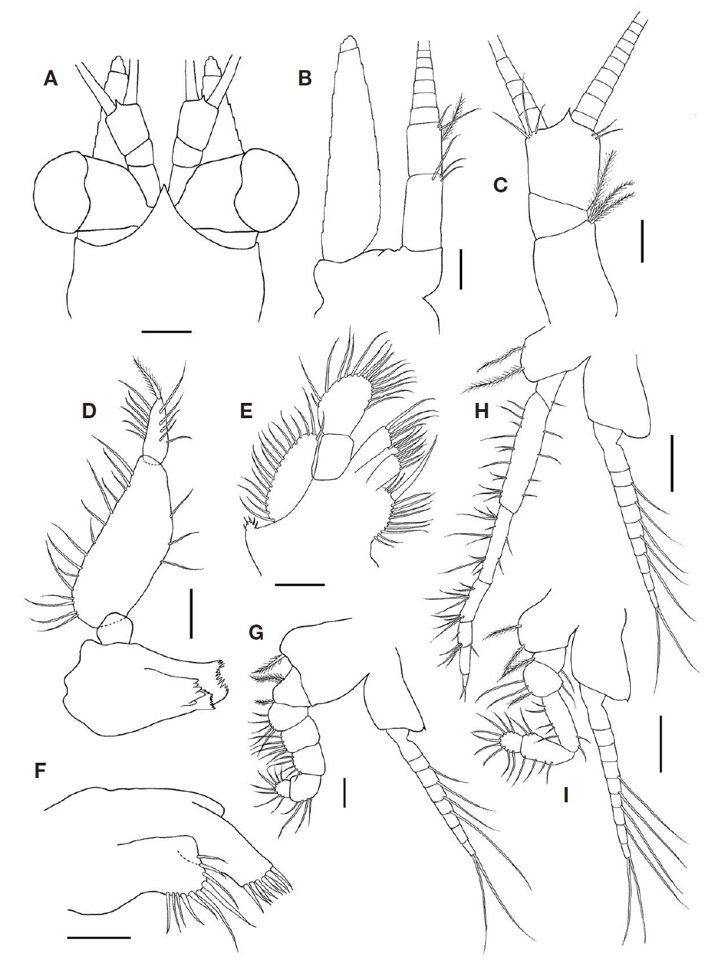Nipponomysis fusca (Ii, 1936), female. A, Anterior part of carapace and cephalic appendages; B, Antenna; C, Antennule; D, Mandible; E, Maxilla; F, Maxillule; G, First thoracopod; H, Fourth thoracopod; I, Second thoracopod. Scale bars: A, H, I=0.2 mm, B-G=0.1 mm.