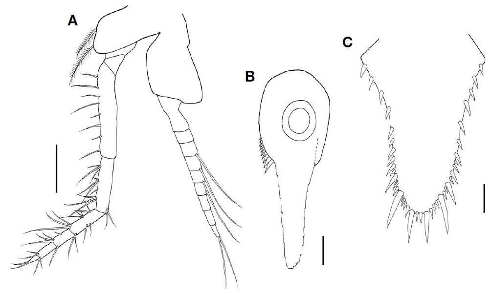 Nipponomysis fusca (Ii, 1936), female. A, Third thoracopod; B, Inner uropod; C, Telson. Scale bars: A=0.2 mm, B, C=0.1 mm.