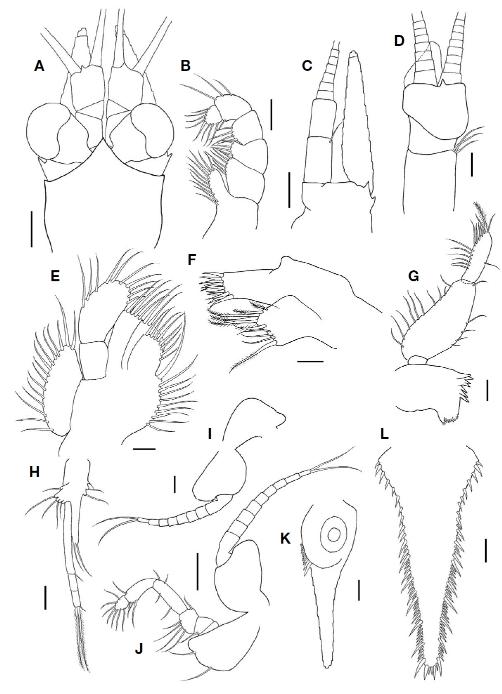 Nipponomysis tenuiculus (Ii, 1940), male. A, Anterior part of carapace and cephalic appendages; B, Endopod of first thoracopod; C, Antenna; D, Antennule; E, Maxilla; F, Maxillule; G, Mandible; H, Fourth pleopod; I, Exopod of third thoracopod; J, Second thoracopod; K, Inner uropod; L, Telson. Scale bars: A=0.25 mm, B-D, H, K, L=0.1 mm, E-G=0.05 mm, I, J=0.2 mm.