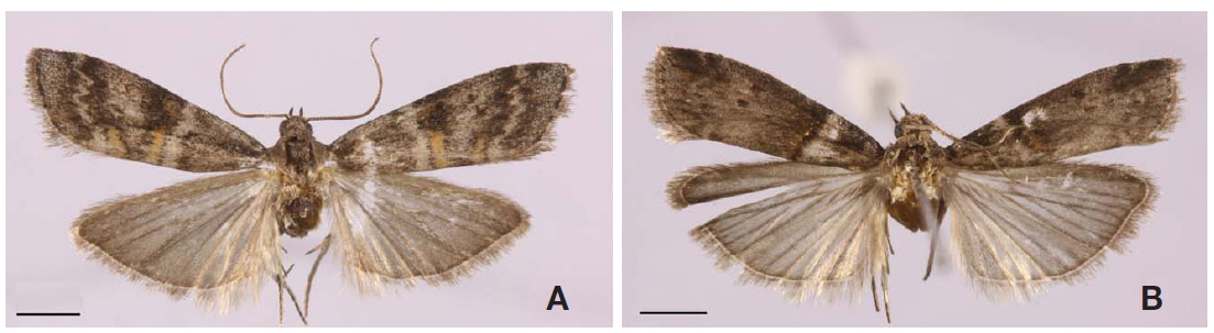 Adults. A, Rabiria rufimaculella (Yamanaka, 1993); B, Copamyntis martimella Kirpichnikova and Yamanaka, 2002. Scale bars: A, B=2 mm.