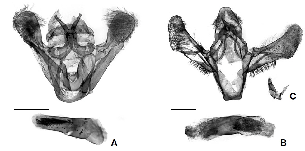 Male genitalia. A, Rabiria rufimaculella (Yamanaka, 1993); B, Copamyntis martimella Kirpichnikova and Yamanaka, 2002; C, Juxta of C. martimella Kirpichnikova and Yamanaka, 2002. Scale bars: A, B=0.5 mm.