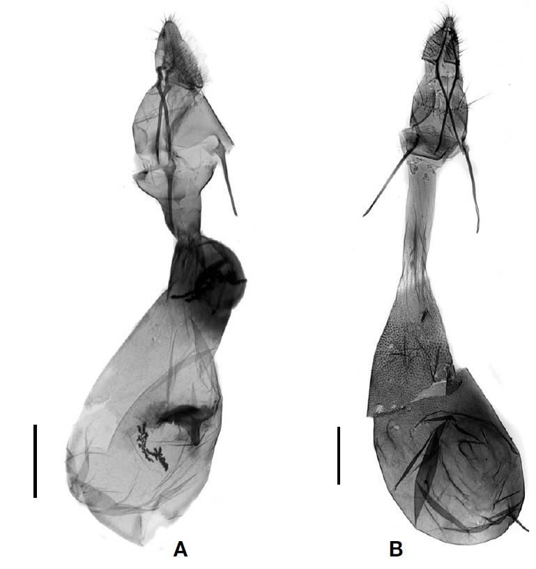 Female genitalia. A, Rabiria rufimaculella (Yamanaka, 1993); B, Copamyntis martimella Kirpichnikova and Yamanaka, 2002. Scale bars: A, B=0.5 mm.
