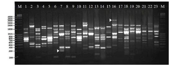 Random Amplified Polymorphic DNA (RAPD) banding profiles obtained on 2% agarose gel for the twenty three microsporidian isolates with the primer OPW-17. For the details of 1-23 microsporidians, see Table 1. The lane marked M shows the molecular size marker. The bands marked with arrows are the specific unique bands amplified, which are detailed in Table 4.