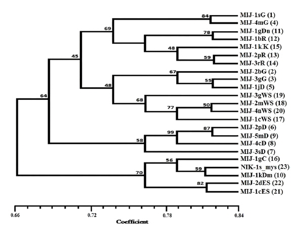 Dendrogram showing genetic relationships among the twenty three microsporidian isolates identified from A. mylitta using UPGMA method. Numbers on each node indicate bootstrap values.
