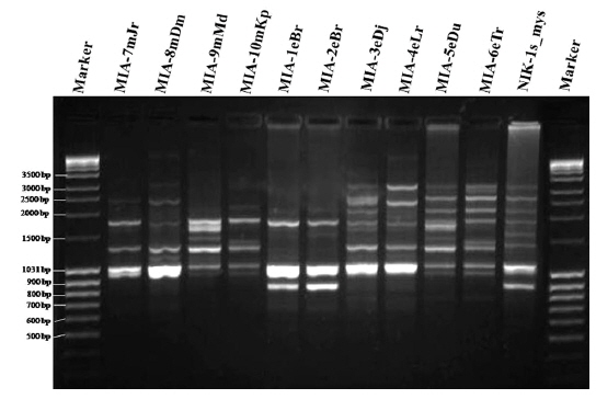 Inter simple sequence repeat (ISSR) banding profiles obtained on 2% agarose gel for the eleven microsporidian isolates with the primer ISSR-827. The lane marked M shows the molecular size marker.