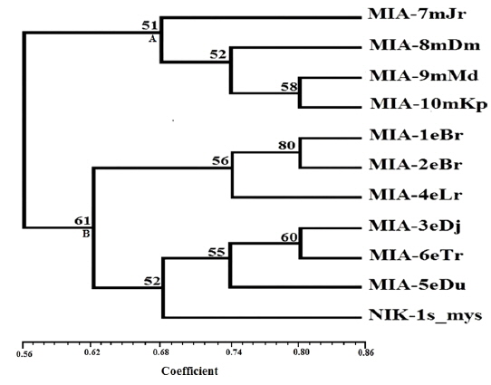 Dendrogram constructed from ISSR data showing genetic relationships among the eleven microsporidian isolates using UPGMA method. Numbers on each node indicate bootstrap values.
