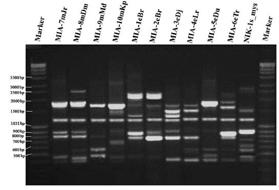 Random amplified polymorphic DNA (RAPD) banding profiles obtained on 1.5% agarose gel for the eleven microsporidian isolates with the primer OPW-6. The lane marked M shows the molecular size marker.