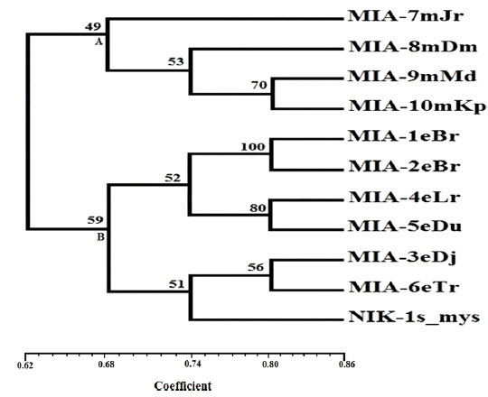 Dendrogram constructed from RAPD data showing genetic relationships among the eleven microsporidian isolates using UPGMA method. Numbers on each node indicate bootstrap values.