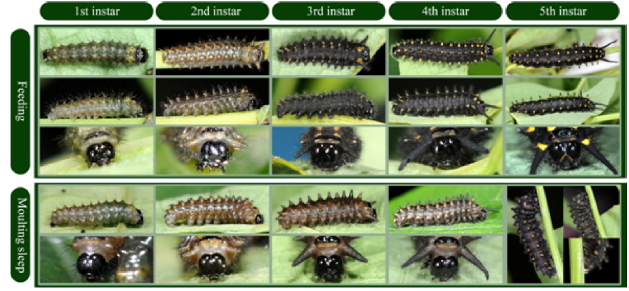Morphology and behavioral patterns of feeding and sleep-like molting of S. montela caterpillars at developmental stages, from the 1st instar to the 5th instar.