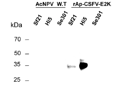 Expression of glycoprotein E2 in Sf21, High-five and Se301 cells.