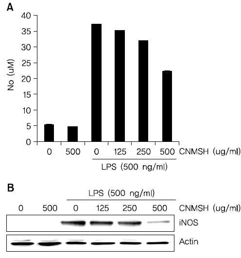 The effects of CNMSH on NO production and iNOS expression in LPS-stimulated BV2 microglia. Cells were pre-treated with 125, 250 and 500 μg/mL of CNMSH 1 h before LPS treatment for 24 h. (A) Following 24 h treatment, and the amounts of NO production were measured with the supernatants. Data are expressed as mean±SD of three independent experiments (*p<0.05 as compared with control group, #p<0.05 as compared with LPS treated group). (B) Following 24 h treatment, the expression of iNOS were assessed by Western blot analysis. Actin was used as the internal control.