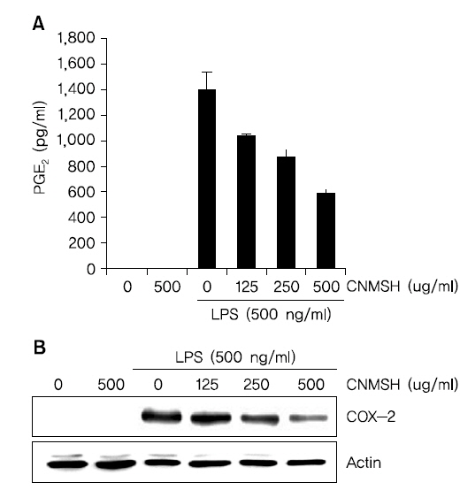 The effects of CNMSH on PGE2 production and COX-2 expression in LPS-stimulated BV2 microglia. Cells were pre-treated with 125, 250 and 500 μg/mL of CNMSH 1 h before LPS treatment for 24 h. (A) Following 24 h treatment, and the amounts of PGE2 production were measured with the supernatants. Data are expressed as mean±SD of three independent experiments (*p<0.05 as compared with control group, #p<0.05 as compared with LPS treated group). (B) Following 24 h treatment, the expression of COX-2 were assessed by Western blot analysis. Actin was used as the internal control.