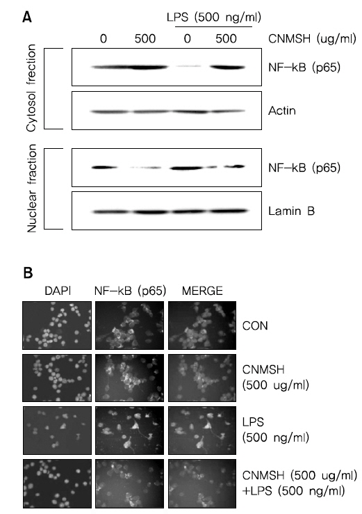 The effects of CNMSH on NF-κB activity in LPS-treated BV2 microglia. Cells were pre-treated with CNMSH 1 h before LPS treatment for an hour. (A) Cytosol (30 μg) or nuclear protein (30 μg) was subjected to 10% SDS-PAGE, followed by Western blotting. The NF-κB p65 activity was assessed by Western blot analysis. Actin and lamin B were used as internal controls for cytoplasm and nucleus, respectively. (B) Localization of NF-κB p65 was visualized with fluorescence microscopy after immunofluorescence staining with NF-κB p65 antibody (green). Cells were stained with DAPI to visualize nuclei (blue). These results are representatives of at least two independent experiments that showed similar patterns.