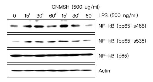 The effects of CNMSH on phosphorylation of NF-κB in LPS-treated BV2 microglia. Cells were treated with 500 ug/ml CNMSH 1 h before LPS treatment for the indicated times. Total proteins (50 μg) were separated on 10% SDS-polyacrylamide gels, followed by Western blotting using the indicated antibodies. Results are representative of those obtained from three independent experiments.
