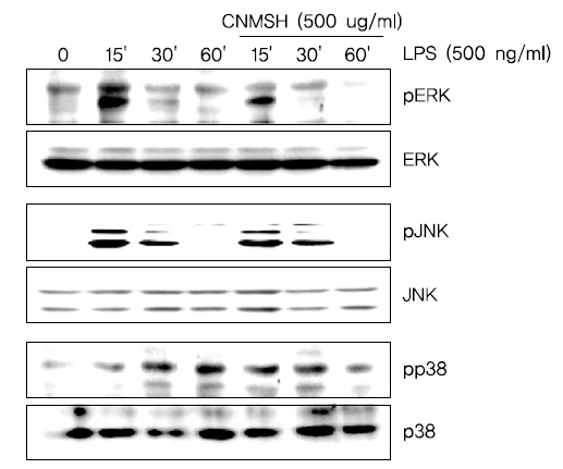 The effects of CNMSH on MAPK activation in LPS-treated BV2 microglia. Cells were treated with 500 ug/ml CNMSH 1 h before LPS treatment for the indicated times. Total proteins (50 μg) were separated on 10% SDS-polyacrylamide gels, followed by Western blotting using the indicated antibodies. Results are representative of those obtained from three independent experiments.