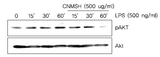The effects of CNMSH on phosphorylation of Akt in LPS-treated BV2 microglia. Cells were treated with 500 ug/ml CNMSH 1 h before LPS treatment for the indicated times. Total proteins (50 μg) were separated on 10% SDS-polyacrylamide gels, followed by Western blotting using the indicated antibodies. Results are representative of those obtained from three independent experiments.