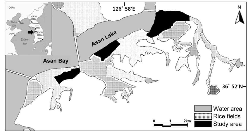 Map of the study areas, located around the Asan bay in Korea. The monitored rice field areas are presented in black.