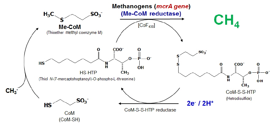 Methane production pathway and the reaction catalyzed by methyl coenzyme M reductase in methanogens(Ellermann, 1988; Thauer, 1998).