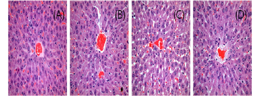 Effect of Azadirachta indica extract on the liver microscopic findings of Sprague-Dawley male rats after oral administration for 4 weeks. Panel A: Control, H&E 400X, Panel B: 0.5 g/Kg, H&E 400X, Panel C: 1.0 g/Kg, H&E 400X, Panel D: 2.0 g/Kg, H&E 400X.