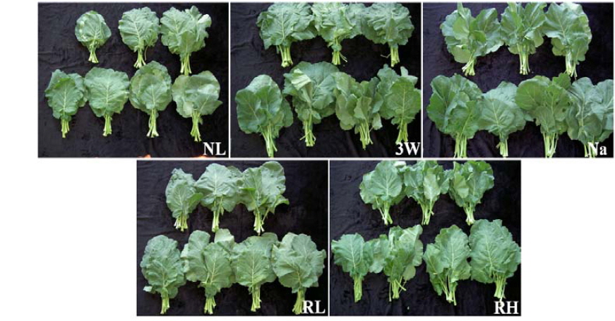 Kale leaves grown under supplementary lighting conditions with different light sources or intensities for 30 days after transplantation. NL, natural light without supplementary radiation; 3 W, three wave lamp with 12 μmol/m2/s PPF; Na, sodium lamp with 12 μmol/m2/s PPF; RL, red LEDs with 0.6 μmol/m2/s PPF; RH, red LEDs with 1.2 μmol/m2/s PPF.