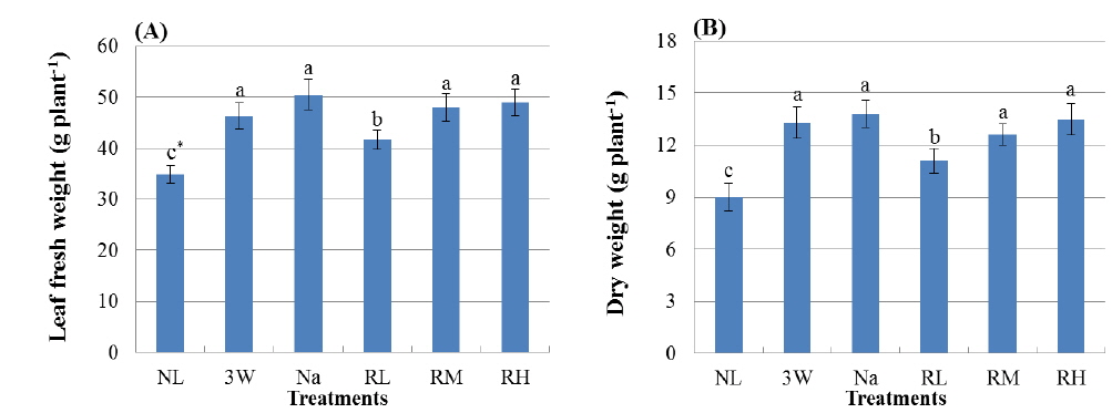 Leaf fresh (A) and dry weights (B) including petiole of kale seedlings rown under supplementary lighting conditions with different light sources or intensities for 30 days. Vertical bars represent mean ± standard error (n=6). * Different letter indicates the significantly difference at the 5% level by Duncan’s multiple range test. NL, natural light without supplementary lighting; 3 W, three wave lamp with 12 μmol/m2/s1 PPF; Na, sodium lamp with 12 μmol/m2/s PPF; RL, red LEDs with 0.1 μmol/m2/s PPF; RM, red LEDs with 0.6 μmol/m2/s PPF; RH, red LEDs with 1.2 μ mol/m2/s PPF.
