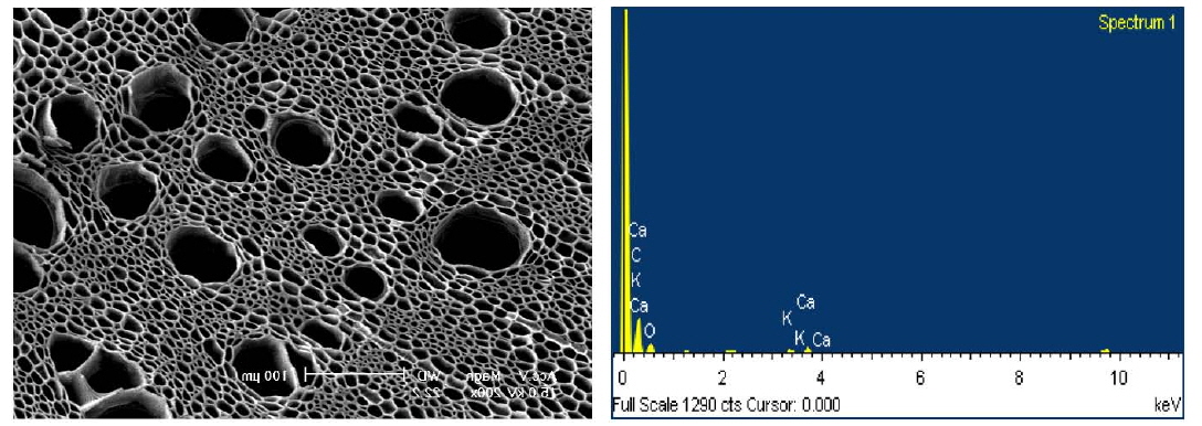 Surface structure and element composition of biochar derived from Phragmites communis using Scanning Electron Microscope and Energy Dispersive Spectrometer.