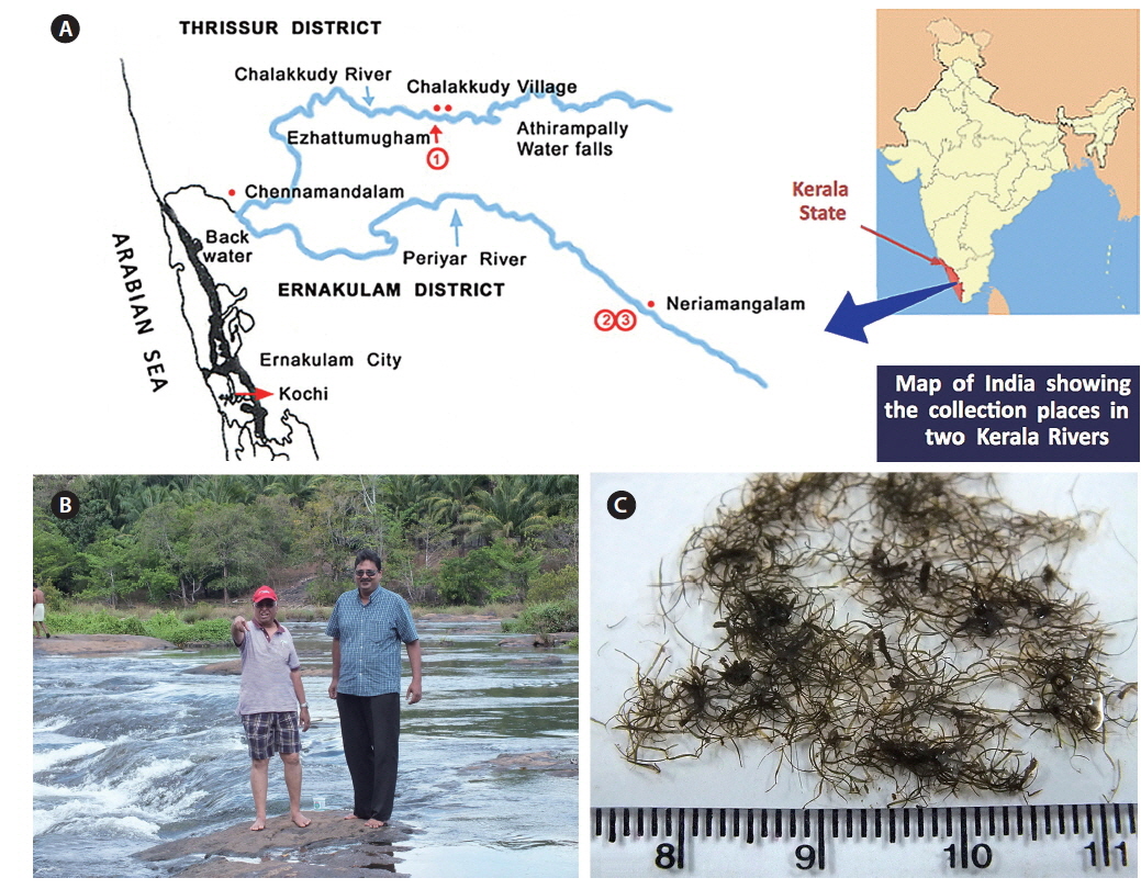 (A) Map of Kerala, India showing Periyar and Chalakkudy River collecting sites. (B) Ganesan and Jose collecting at Ezhattumugham, Chalakkudy River in 2013, showing solid rock substrate and topography. (C) Habit of field specimens from Ezhattumugham, Chalakkudy River.