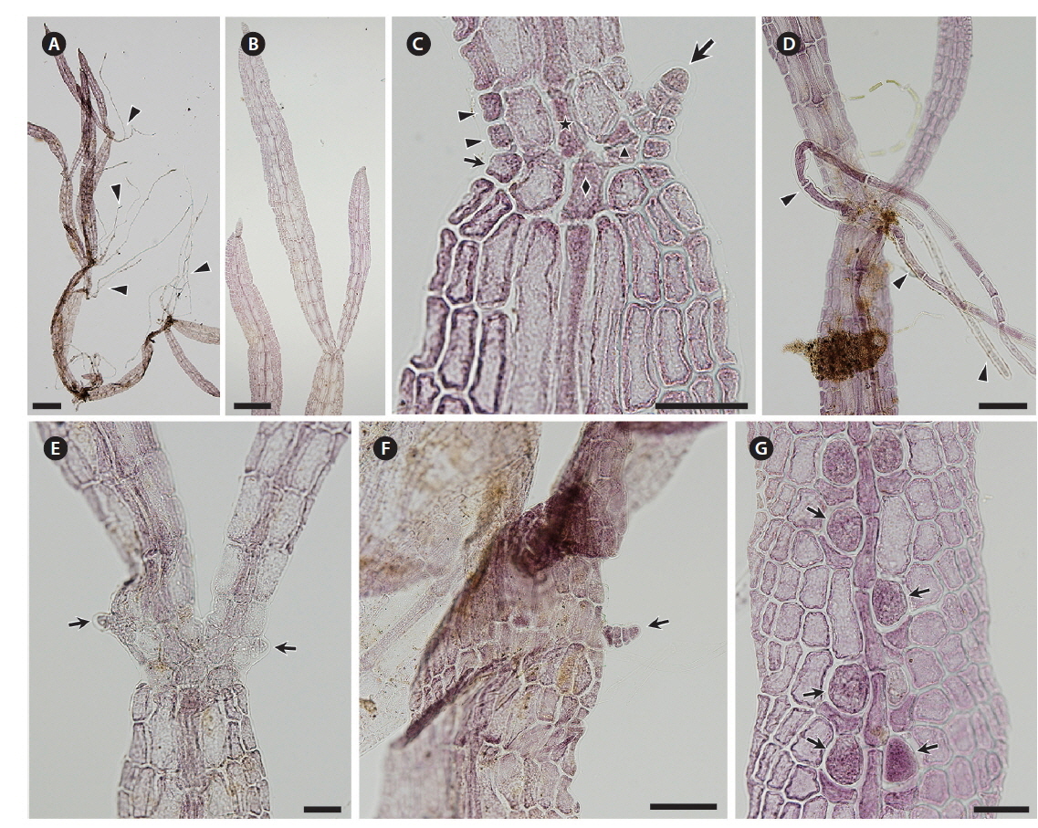 Field specimens collected from Chalakkudy River, Kerala, India on November 24, 2012. (A) Whole thallus. Several rhizoidal filaments are produced from the ventral side of the nodes (arrowheads). (B) Slightly constricted node. (C) Part of thallus at second node from apex. Lateral axis (large arrow) is still diminutive. Nodal cell (diamond) produces one cell row (small arrow) toward main axis side. First axial cell of lateral axis (triangle) forms one cell row on adaxial side. First axial cell of the main axis (star) produces two cell rows (arrowheads) opposite lateral blade. (D) Rhizoidal filaments (arrowheads) produced from pericentral cells at node. (E) Adventitious blade initials (arrows) developed from lateral pericentral cells of first axial cell above node. (F) An adventitious blade initial (arrow) derived from internodal marginal cell. (G) Immature tetrasporangia (arrows). Scale bars represent: A, 500 μm; B, 200 μm; C, E & G, 50 μm; D & F, 100 μm.