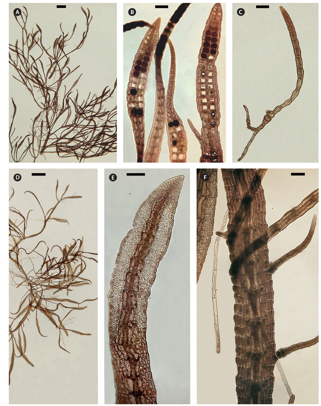 (A) Habit of culture 4841 showing branching, nodes and tetrasporangial sori. (B) Tetrasporangial sori (single row of sporangia on each side of midrib) showing developing, mature and discharged sporangia. (C) Young tetraspore germling with upper blade and rhizoids at base. (D) Mature male with spermatangial sori on many blades. (E) Blade tip with elongate spermatangial sori. (F) Adventitious blades from intermodal marginal wing cells of vegetative blade like that of field specimen, Fig. 2F. Scale bars represent: A & D, 1 mm; B, C, E & F, 100 μm.